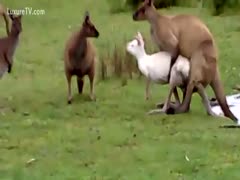The sex between the brown and white kangaroos was sweet.
